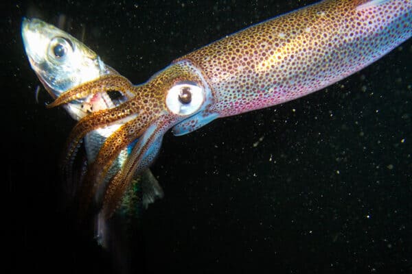 Squids use their sucker ring teeth to hold onto prey.