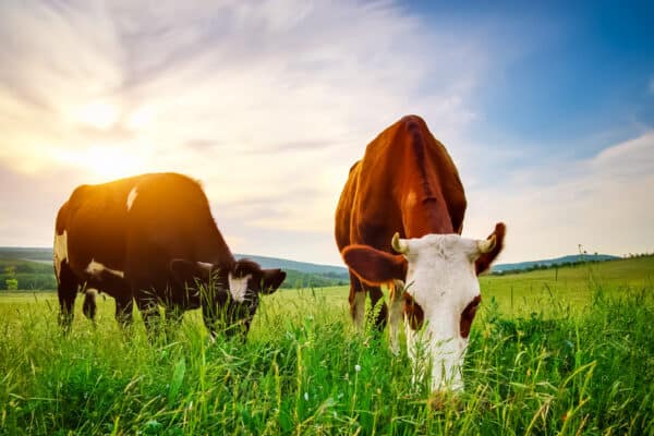 The majority of the food that cows consume is essentially grass.