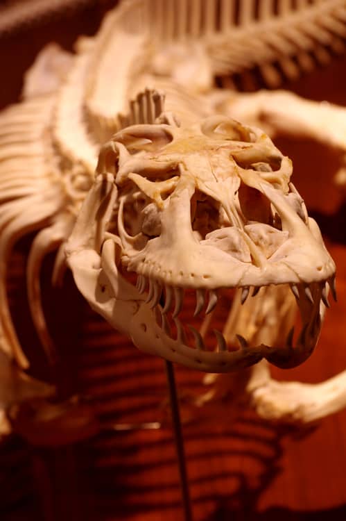 monitor lizard skull