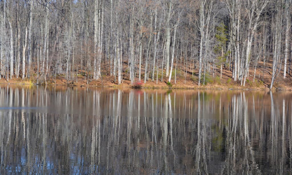 Seneca Creek State Park, Bare Tree, Horizontal, Montgomery County - Maryland, No People