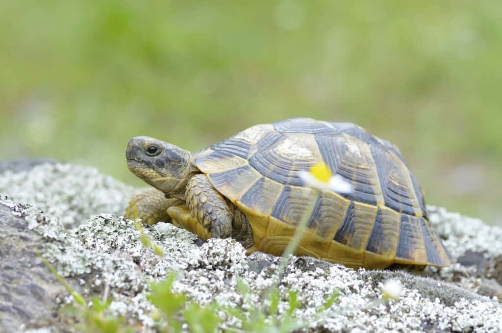 The spur-thighed tortoise or Greek tortoise (Testudo graeca)