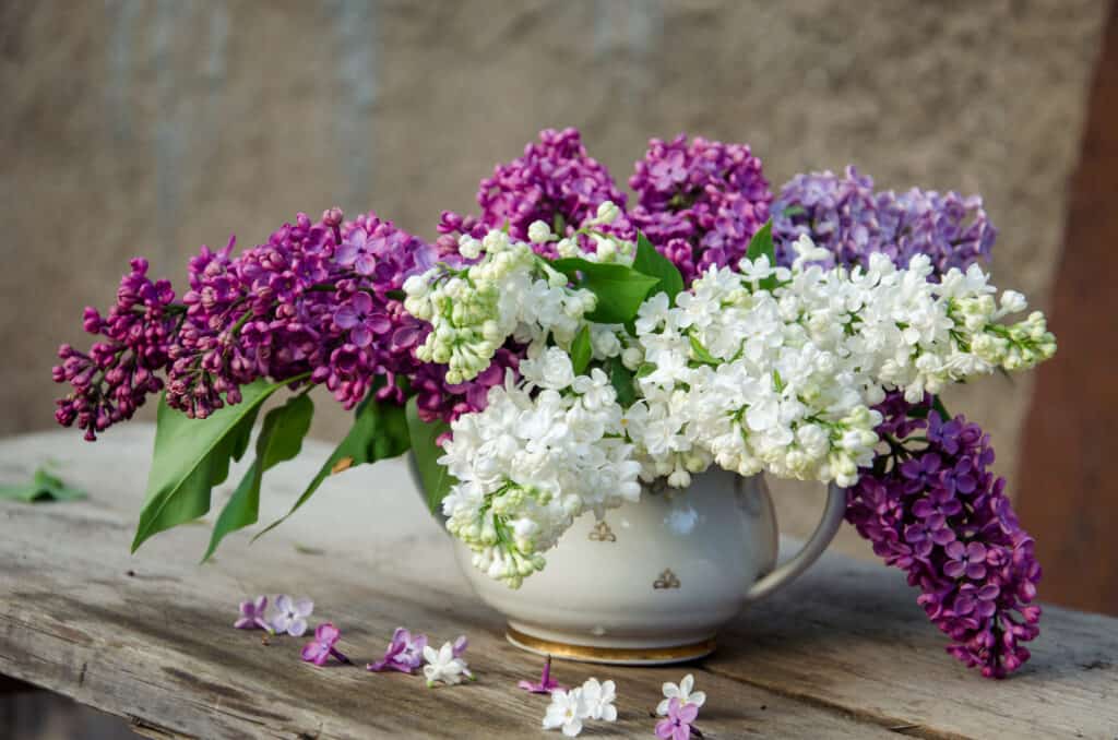 Bouquet of lilacs in a vase