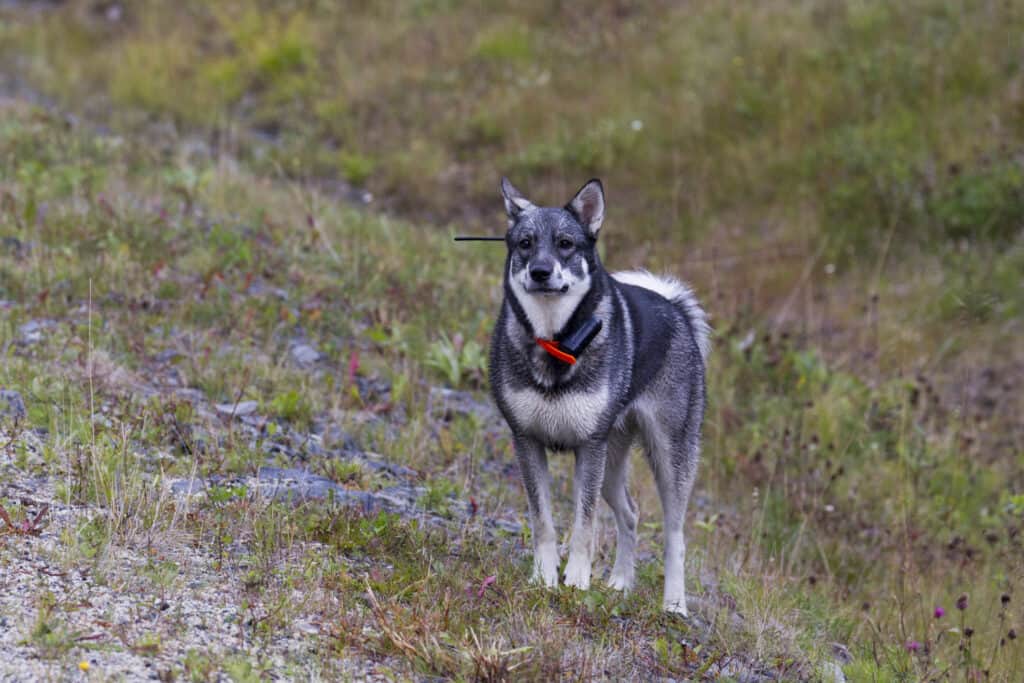 Swedish elkhound outside on a hill