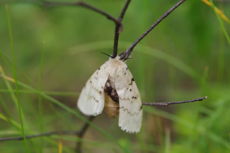 a gypsy moth on a twig in a forest
