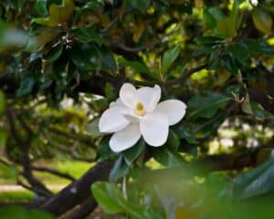 10 Amazing White Flowering Trees in Florida Picture