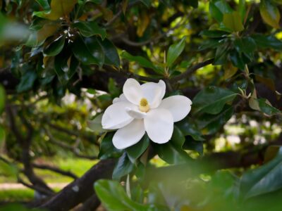 A 15 Beautiful Flowering Evergreen Trees to Liven Up Your Yard
