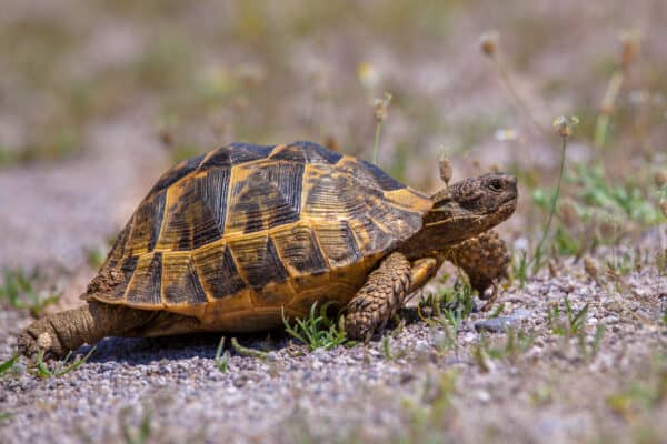 Greek Tortoise Vs. Russian Tortoise