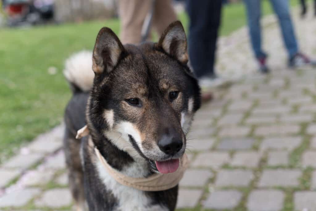 shikoku dog on a leash