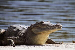 Are There Alligators or Crocodile in Jamaica? Picture