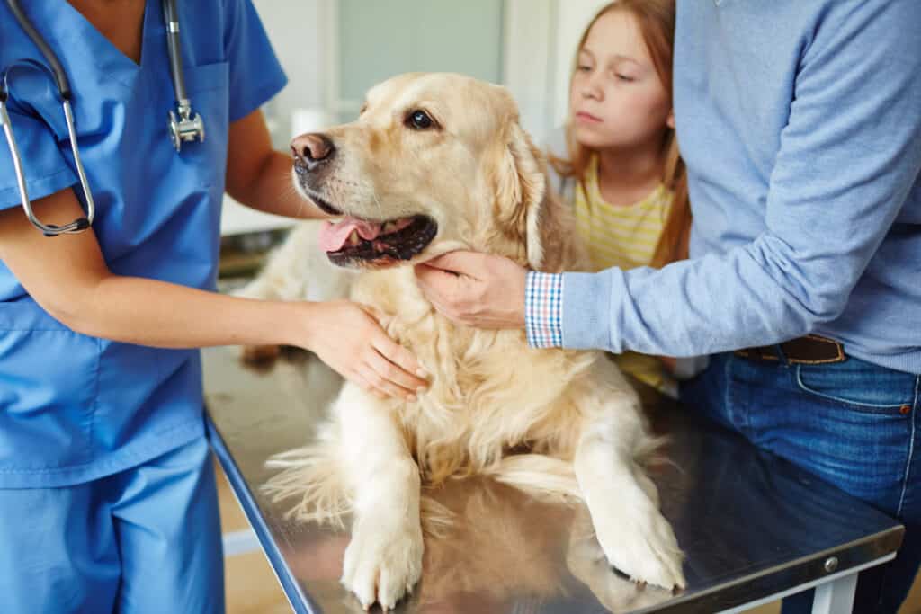 Veterinarian is examining dog