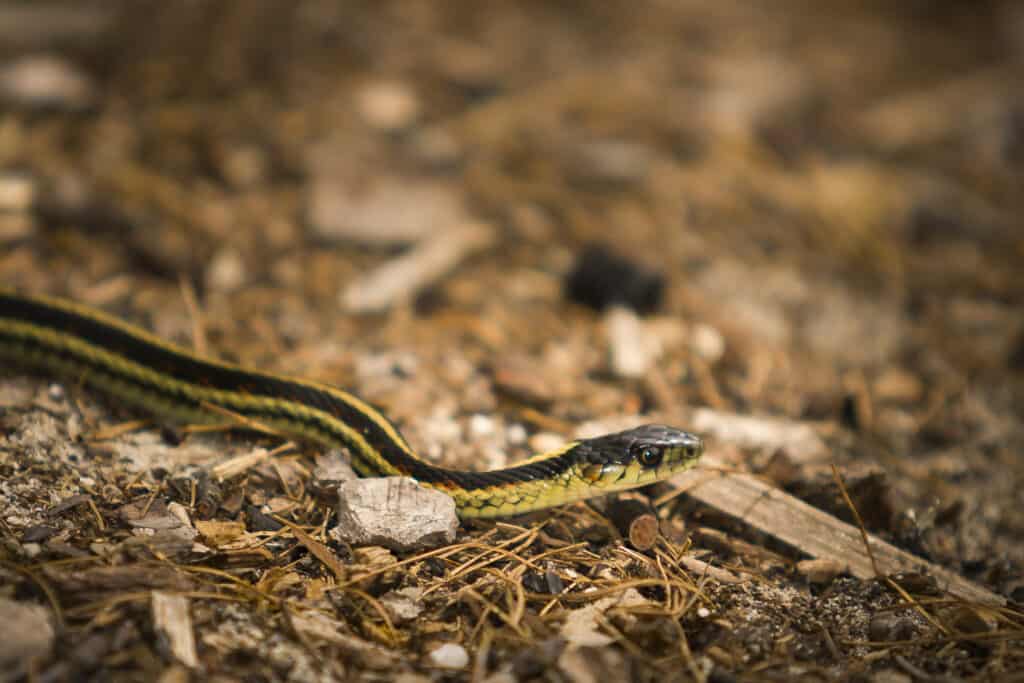 Garter Snake (Thamnophis sirtalis)