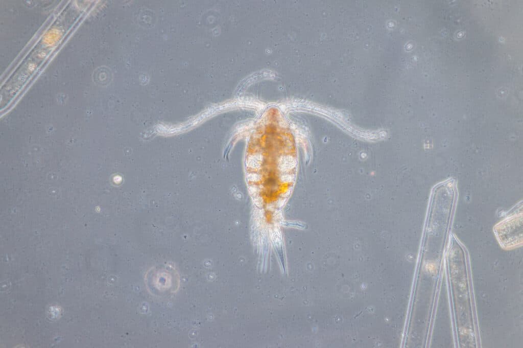 Copepods