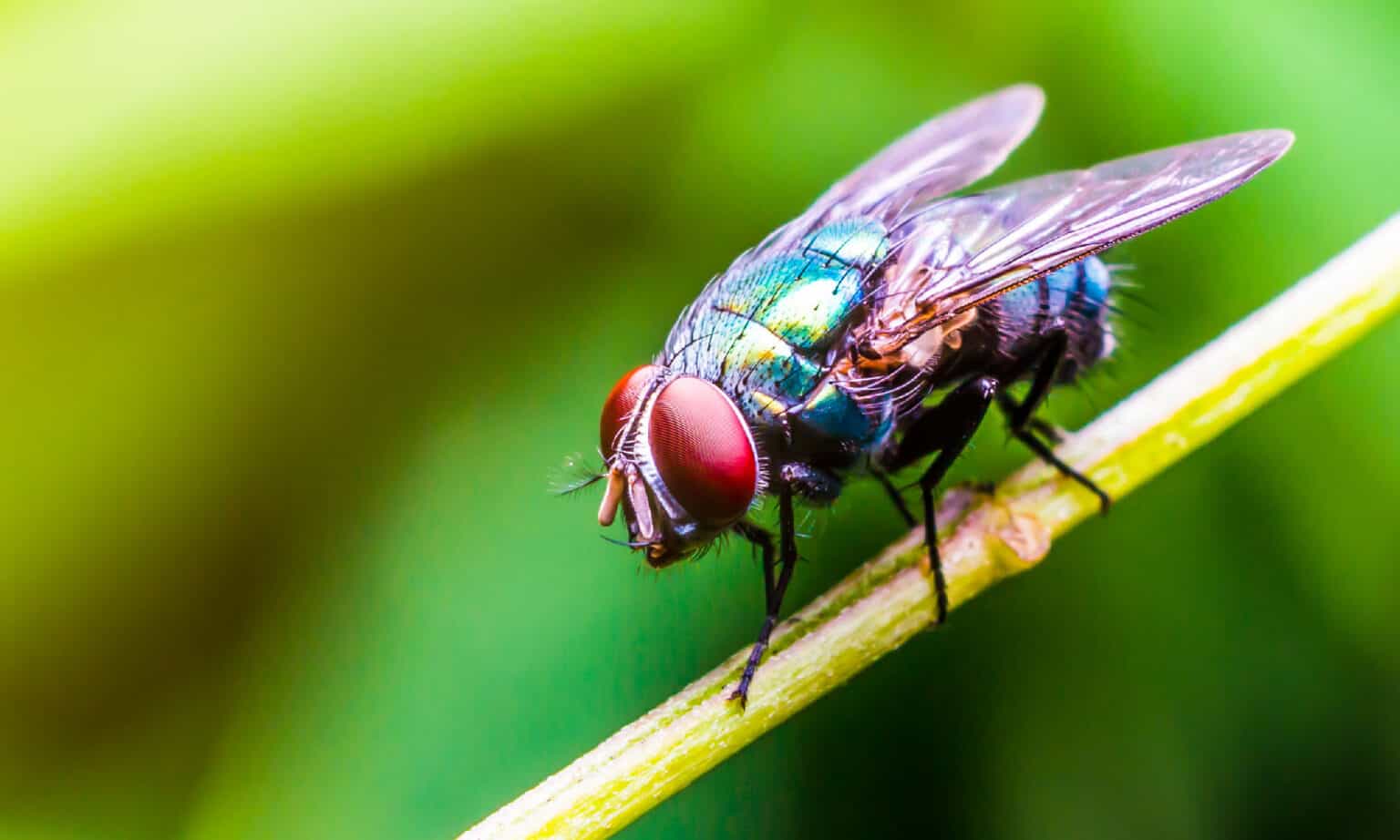Do Flies Poop? AZ Animals
