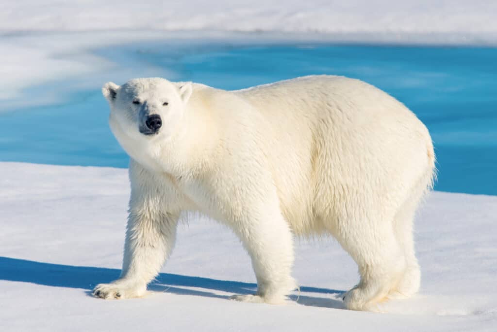 A Polar Bear, The white bear is center frame. looking toward the camera. The bear's head is frame left, it is standing on ice/snow, swimming-pool-blue water is visible in the background.