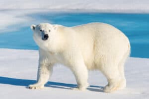 Why Do Polar Bears Need Ice to Survive? Picture