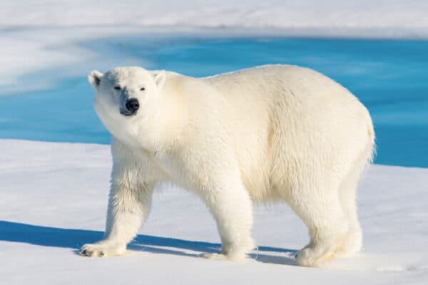 Polar bears are the world’s largest extant bears.