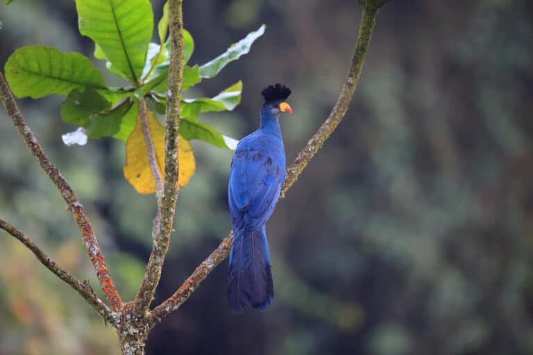 great blue turaco
