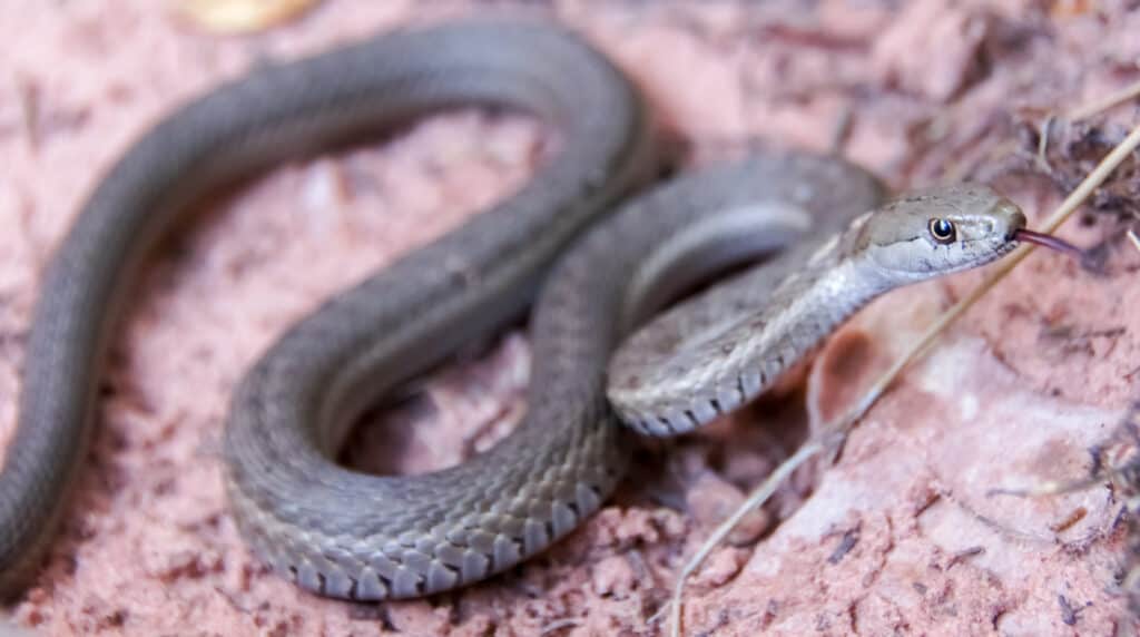 Terrestrial Garter Snake - Thamnophis elegans
