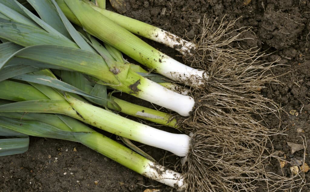 Freshly lifted leeks