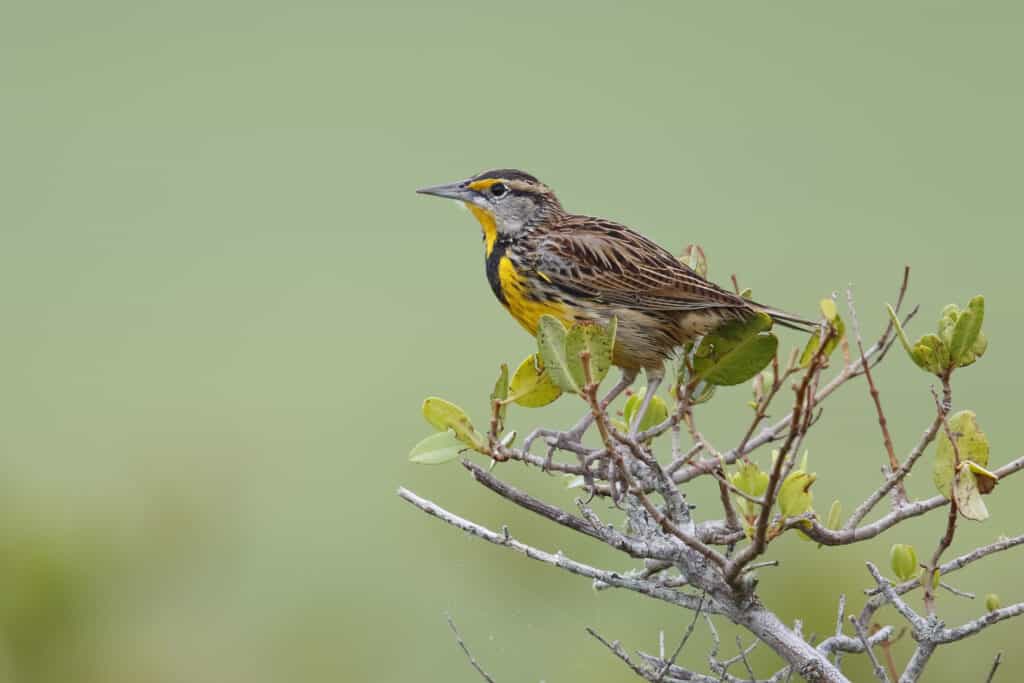Eastern Meadowlark perched in a shrub - Florida