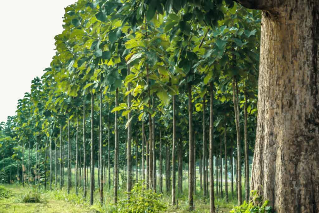 Teak Garden, Teak Tree