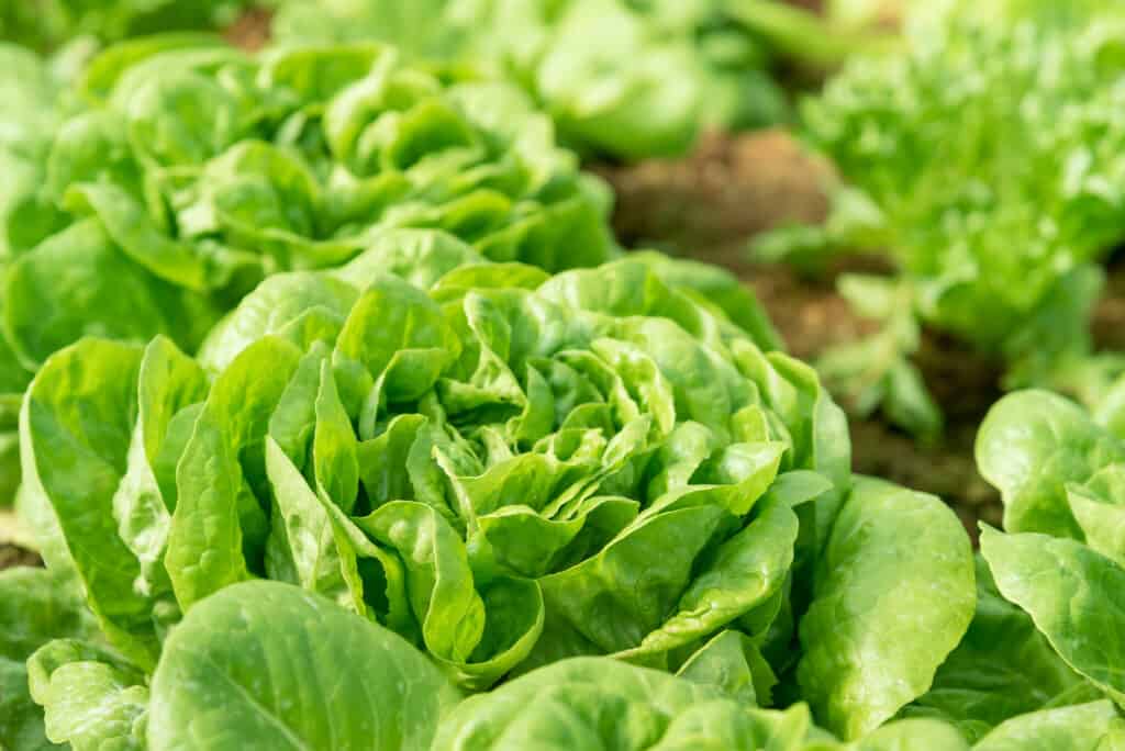 Butter lettuce