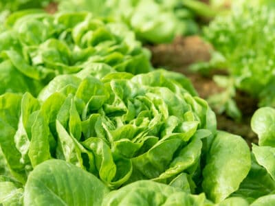 A Discover 15 Popular Types of Greens: How to Grow, Taste Profiles, and Best Use for Each