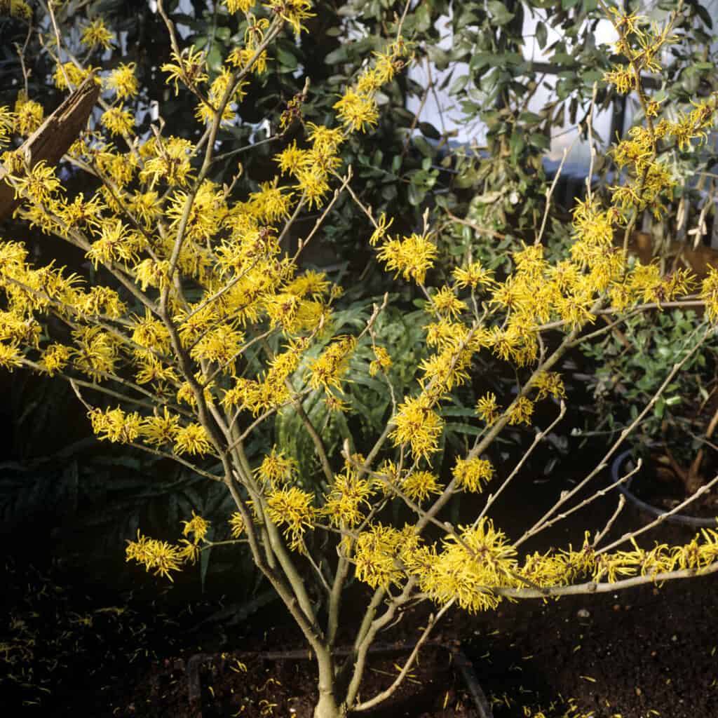 Witch hazel extract can be used topically, though it can be drying and potentially irritating to the skin.