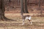 Piebald deer are deer with white spots on a pigmented background.