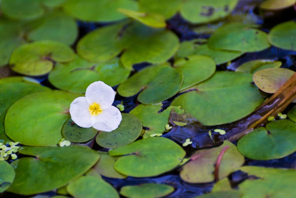 Frogbit