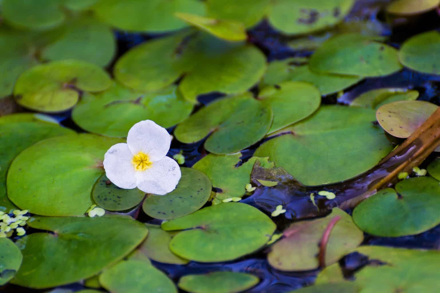 Frogbit vs Duckweed: What Are The Differences? - A-Z Animals