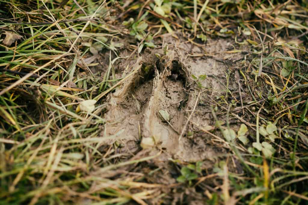 Deer footprint in the mud.