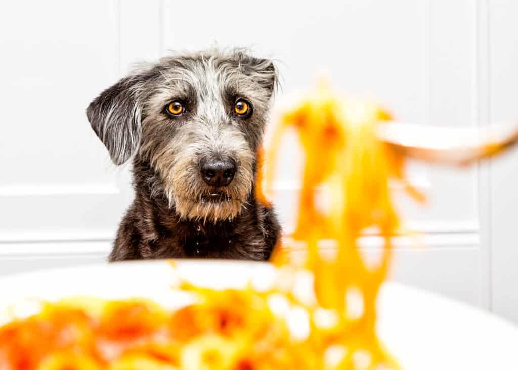 Dog, Begging - Animal Behavior, Food, Pasta, Spaghetti