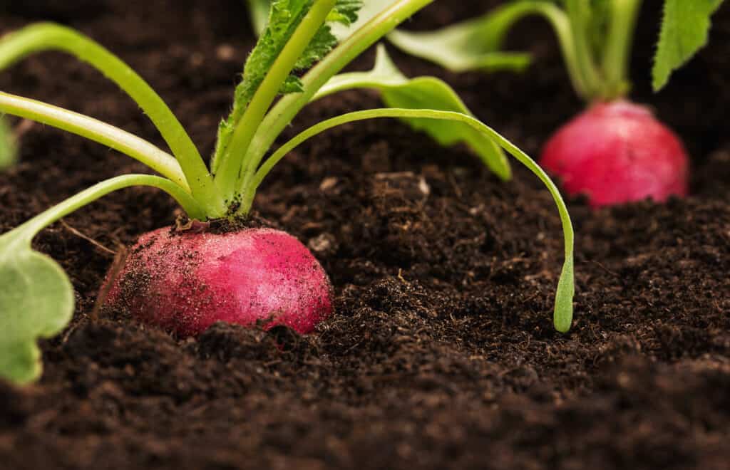 Radishes can grow well in containers