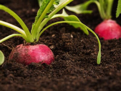 A 6 Vegetables to Plant in December