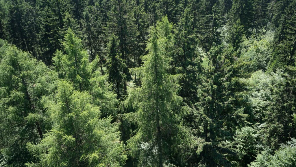 Aerial view of a larch forest