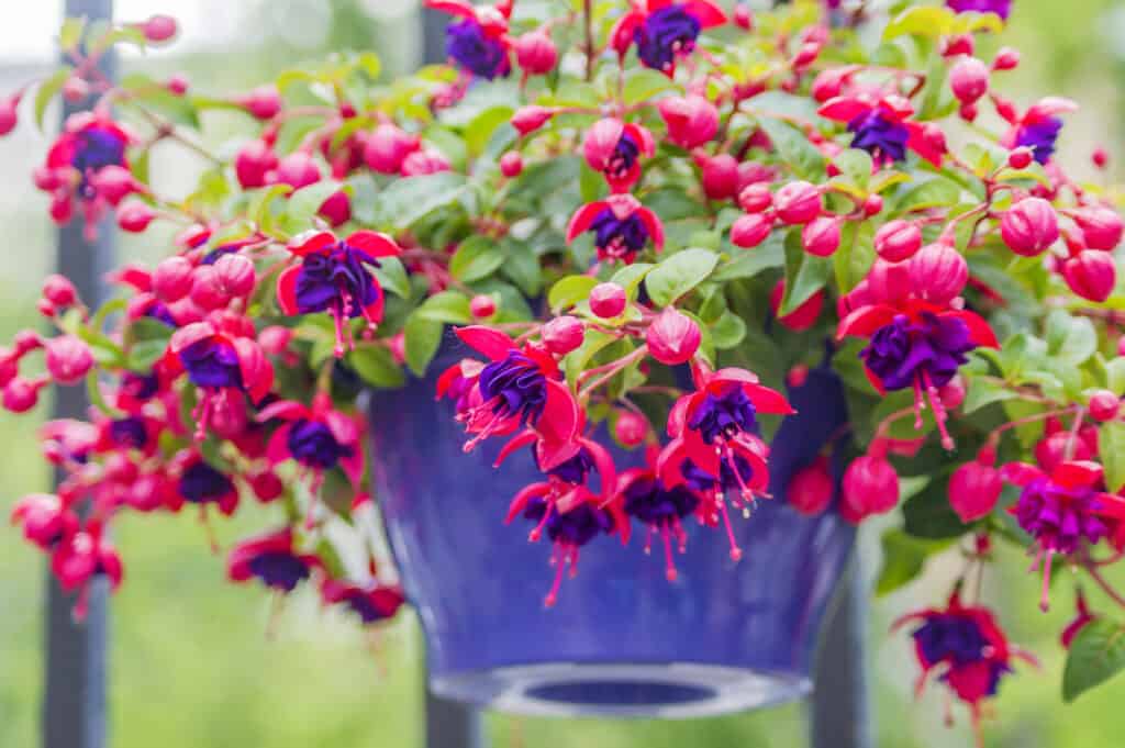 Fuchsia Flower, Flower, Plant, Flower Pot, Blossom