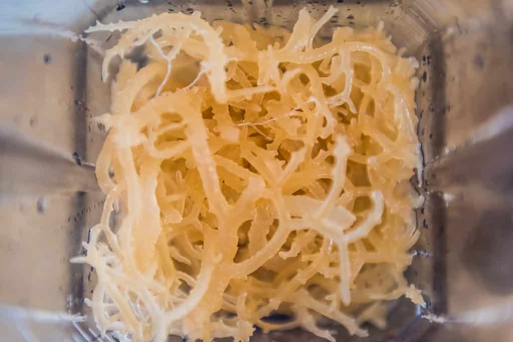 Macro closeup of fresh clear Irish moss seaweed in blender.