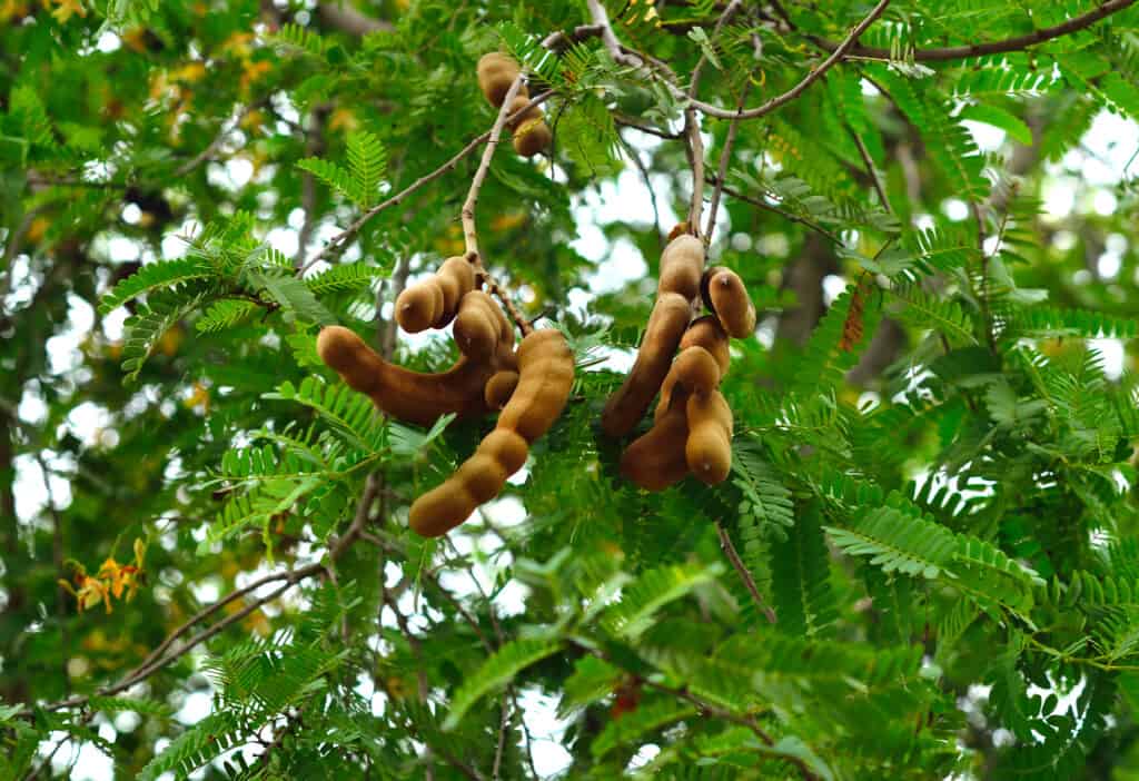 Tamarind tree