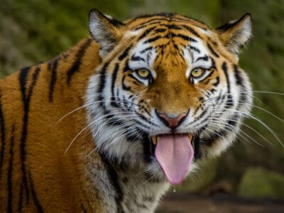 A Tiger Quiz: Test What You Know About Wild Cats!
