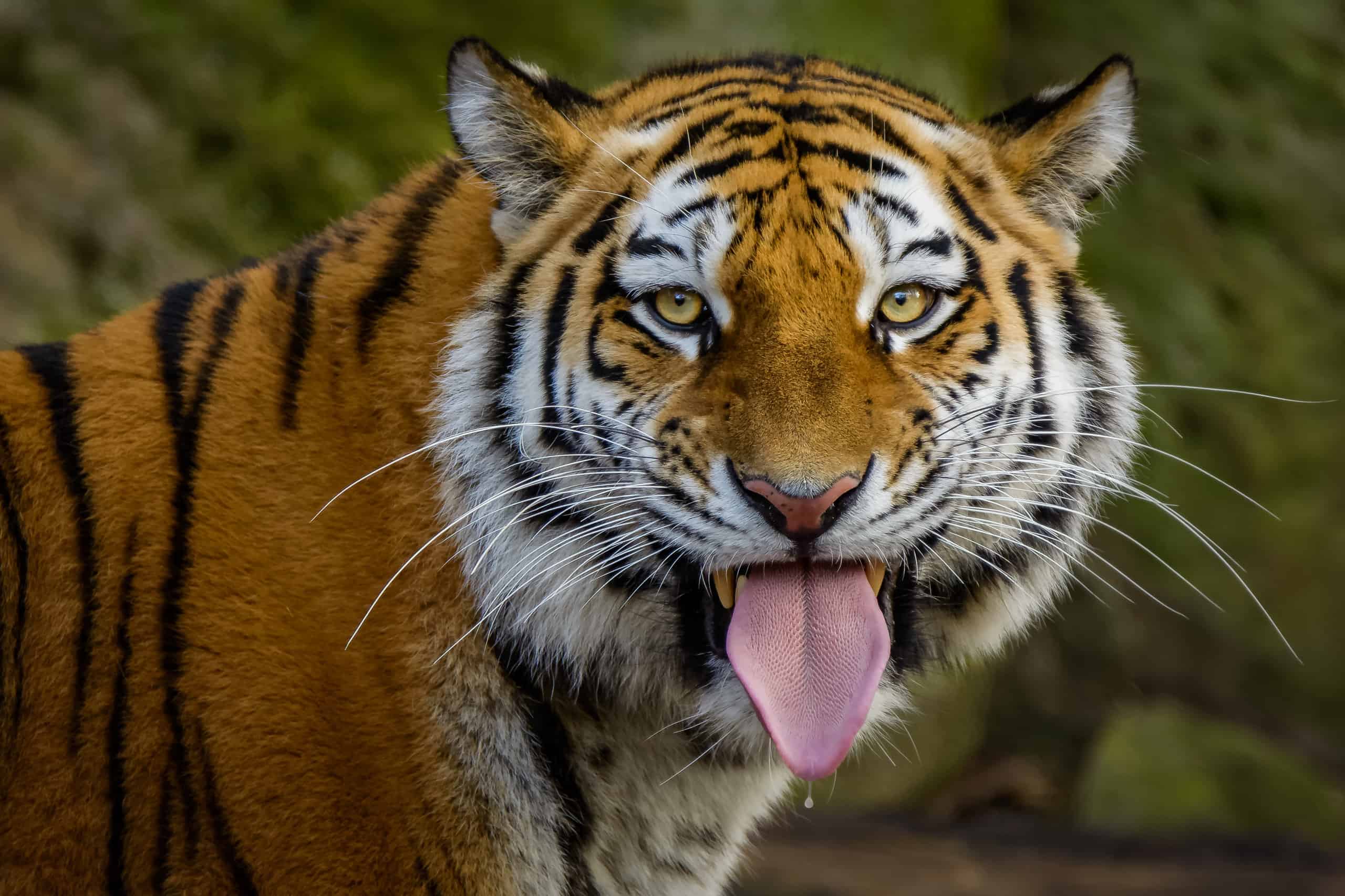 What Makes a Tiger's Tongue Unique - AZ Animals