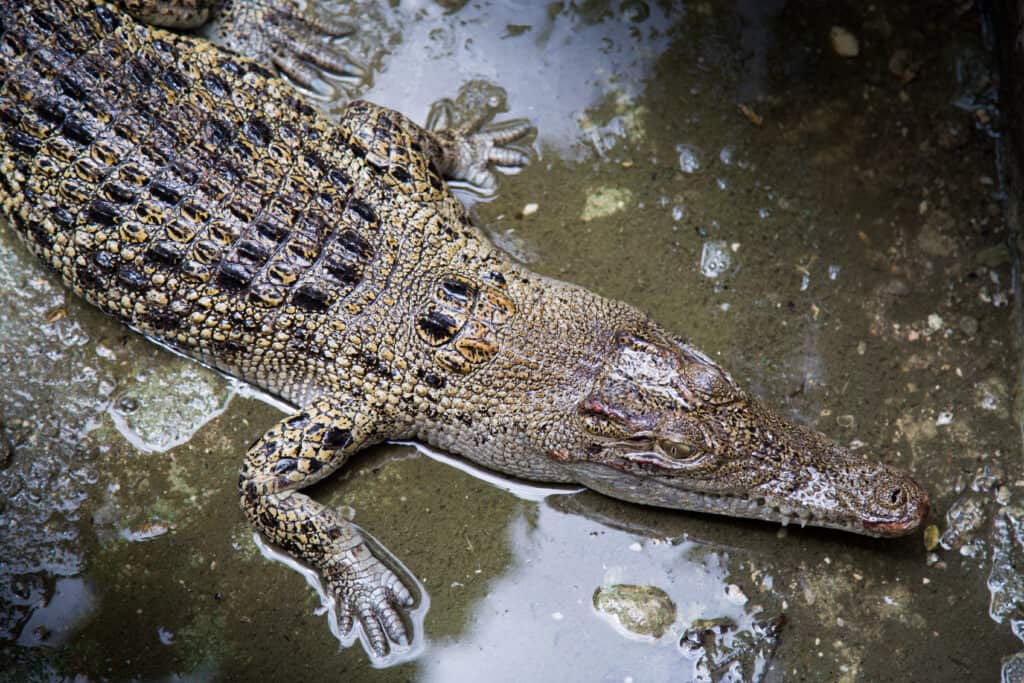 Philippine crocodile