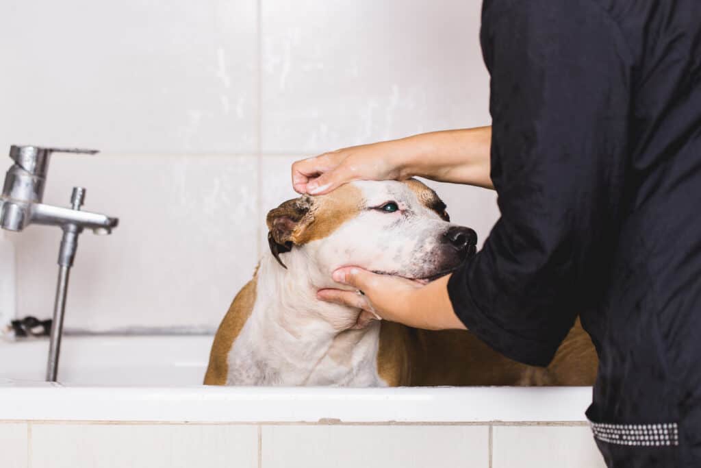 Dog medicated shampoo