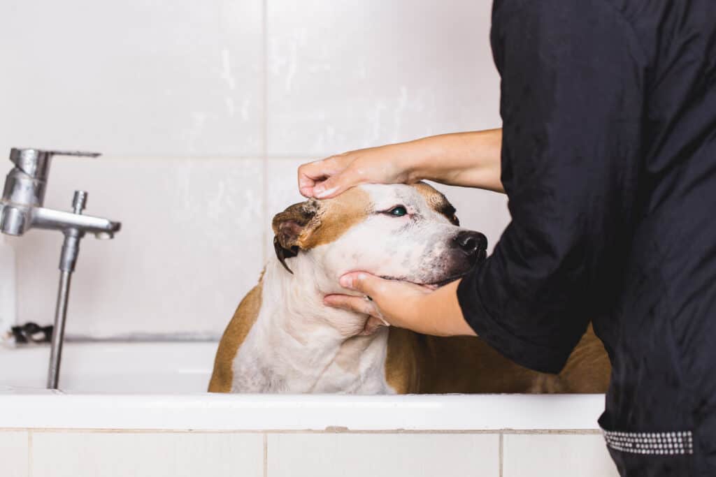 Pit bull getting a bath.