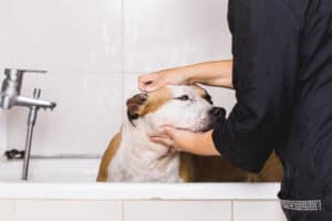 The Best Dog Grooming Tubs for Professionals Picture