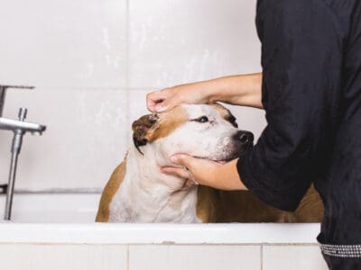 A The 4 Best Dog Grooming Tubs for Professionals