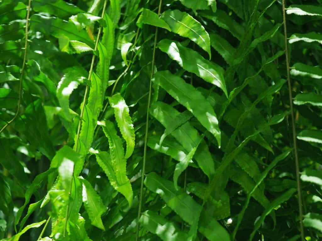 Nephrolepis biserrata (Macho Fern)