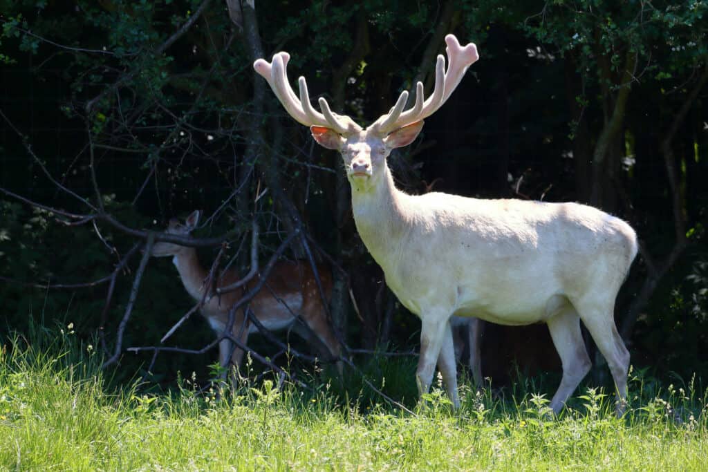 melanistic and albino deer