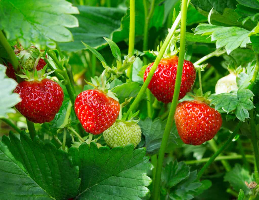 four red strawberries and a green (unripe strawberry) on a strawberry plant iwith much greenery.