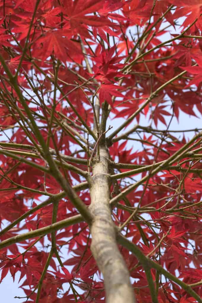 Up a Japanese maple